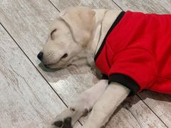 -百好乐宠物友好餐厅(朝外大街店)