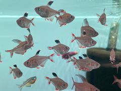 -青石桥花鸟鱼虫市场(叠翠城店)