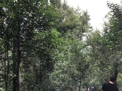 -紫金山山顶公园