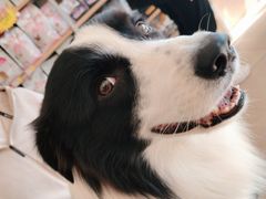 -艾贝尔宠物医院·狂犬免疫点(江山金象城店)