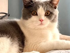 -博特宠物医院24h犬猫全科.骨科·异宠