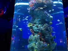 -芜湖新华联大白鲸海洋公园
