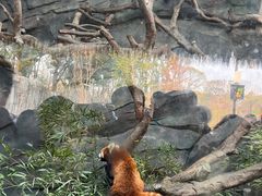 -武汉动物园