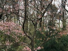 -镇龙山国家森林公园