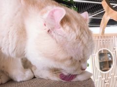 -猫和宫(六道口店)