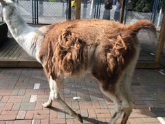 -长白岛森林公园