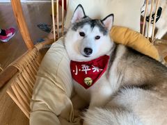 -Husky Go! 哈士奇体验馆·宠物咖啡厅狗咖