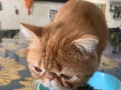 -平行世界·猫咖(首经贸店)