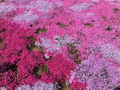 -棒棰岛宾馆景区