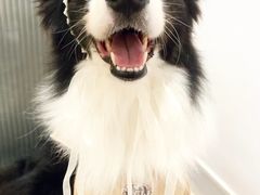 -创凡宠物医院·骨专科  猫科中心(西乡分院)