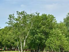 -盘龙城国家考古遗址公园