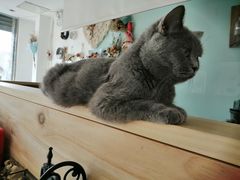 -平行世界·猫咖(首经贸店)