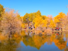 -金塔沙漠胡杨林景区
