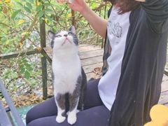 -喵屿·大理花园猫咖