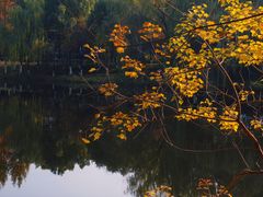 -洋湖国家湿地公园