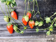 -恒绿农产品草莓采摘园