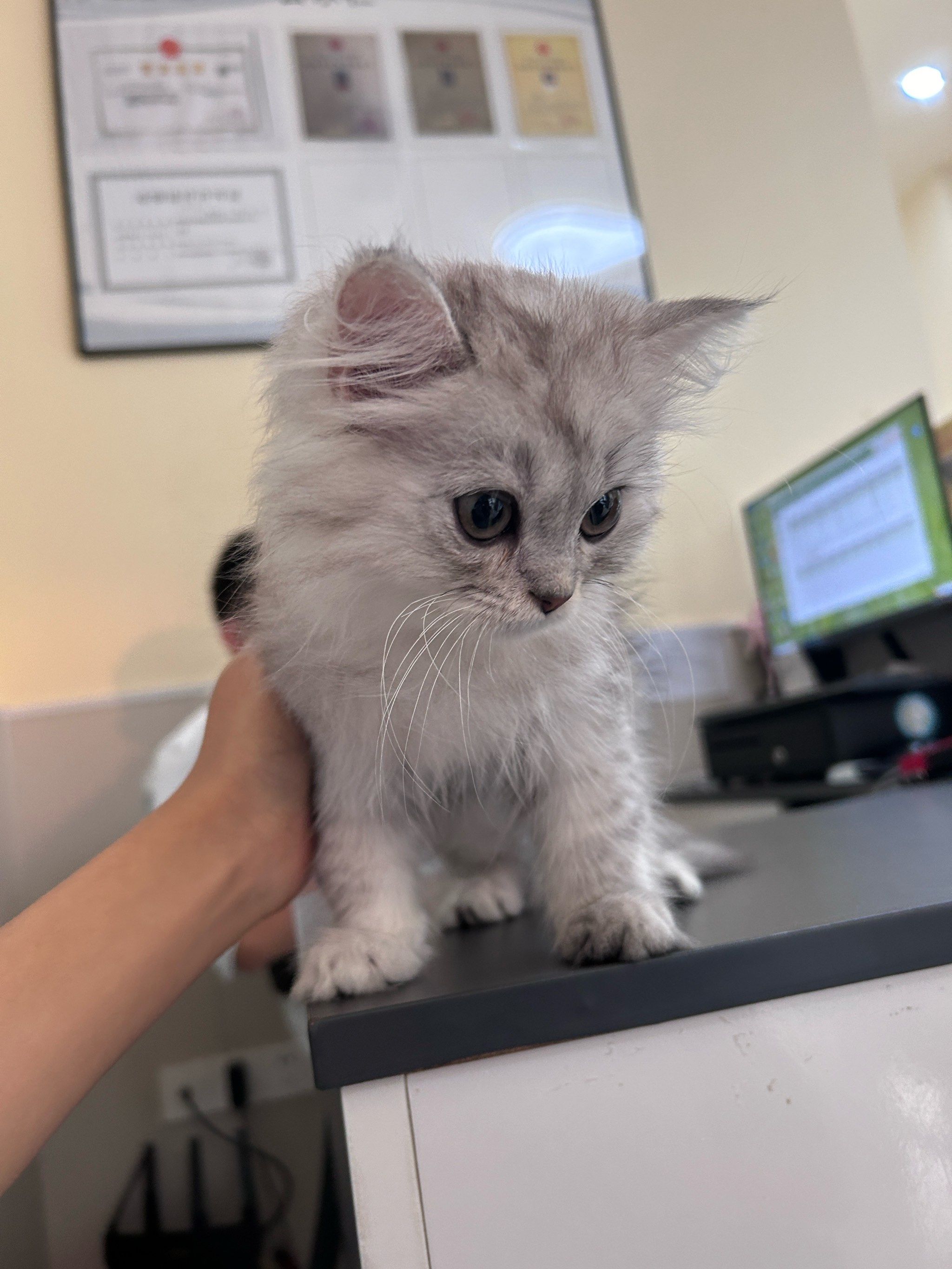 宠物猫的萌翻天