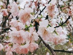 -天适樱花悠乐园