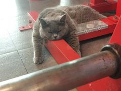 -KingBull私教健身&格斗订制(龙井商业中心店)