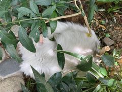 -喵屿·大理花园猫咖