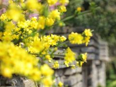 -桃花岛景观公园