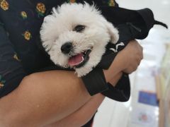 -美联众合动物医院·24h京西诊疗中心