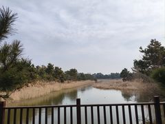-日照海滨国家森林公园