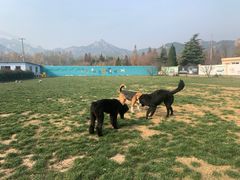 -趣玩宠物乐园寄养训犬训狗游泳池