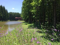 -黄海国家森林公园