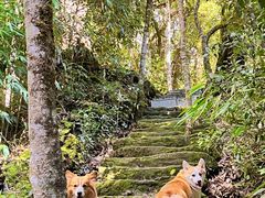 -云南屏边大围山国家公园