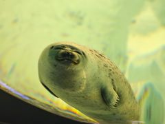 -大阪海游馆