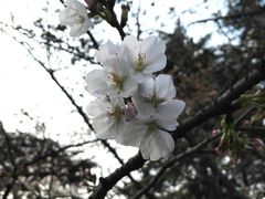 -武汉大学-樱园