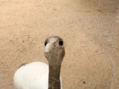 -盐城丹顶鹤湿地生态旅游区