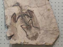 -辽宁古生物博物馆