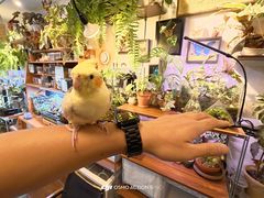 -吉丁鸟咖·异宠·寄养