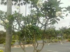 -东芭乐园