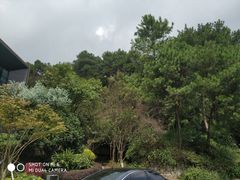 -铁山坪森林公园