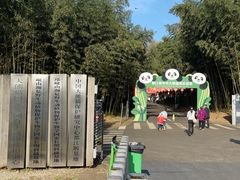 -都江堰中华大熊猫苑