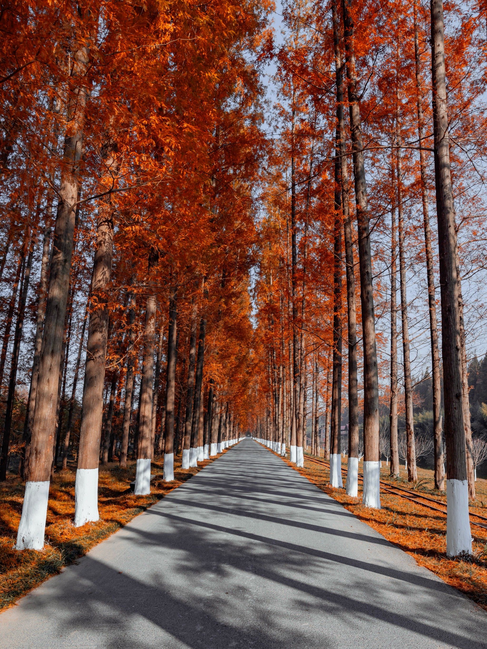 黄森林,黄森林南方医科大学 黄森林,黄森林南方医科大学