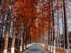 -黄海国家森林公园