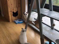 -70cat德文卷毛猫·缅因猫纯种猫舍