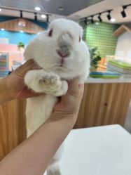 -Moni星球萌宠·小马宝莉·灵蛇·高端高阶全萌宠互动体验俱乐部(红豆国际广场店)