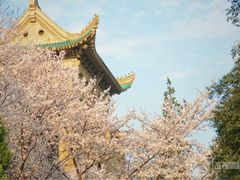 -武汉大学-樱园