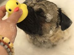 -PETKIT小佩宠物(古北店)