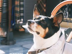 -BURBERRY(北京王府中环店)