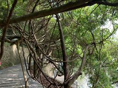 -九鲤湖风景区