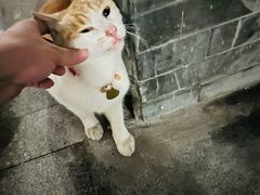 -荔湾湖公园