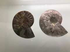 -青岛贝壳博物馆