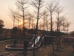 -天适樱花悠乐园