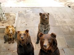 -西霞口神雕山野生动物世界